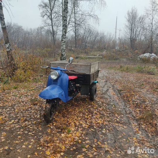 Мураш