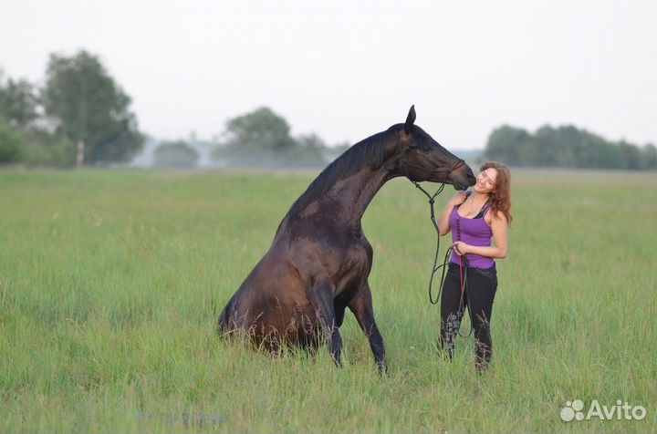 Иппотерапия