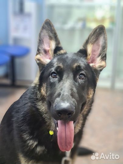 Подрощенные Девочки но