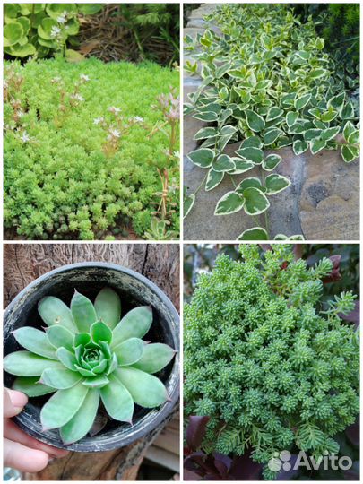 Очиток почвопокровный. Молодило, каменная роза