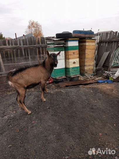 Чешский козел