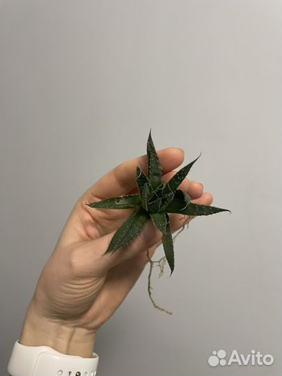 Алоэ остистое