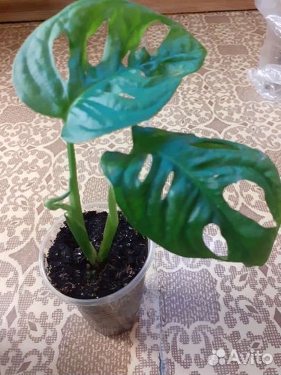 Монстера манки