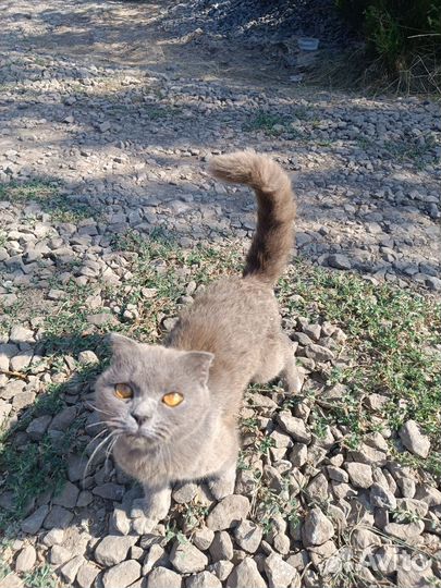 Британская кошка