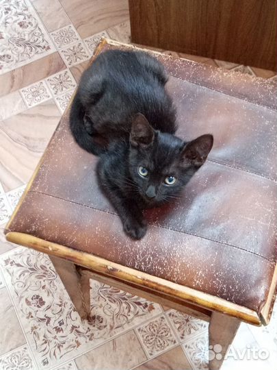 Черный котик ищет новый дом