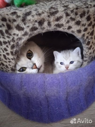Шотландские котята