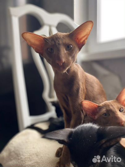 Ориентальная кошечка