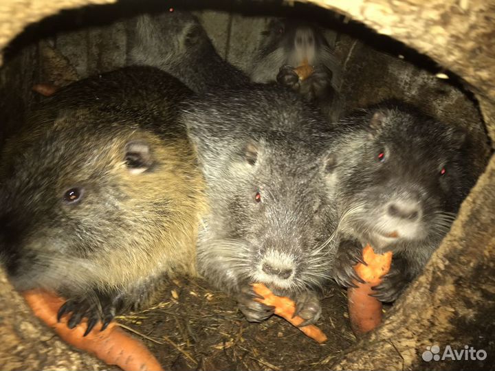 Продам нутрий