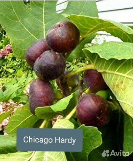 Саженцы инжира Чикаго Харди