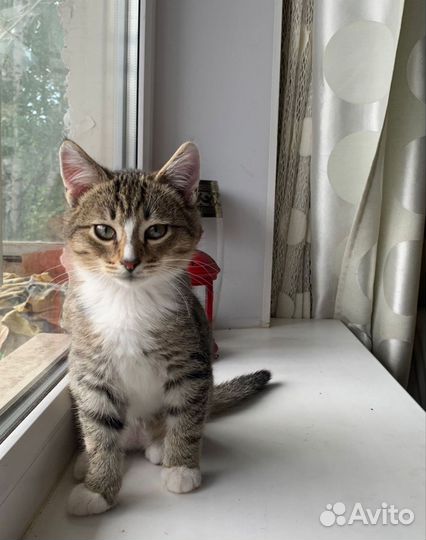 Мальчик Симба 2,5 месяца