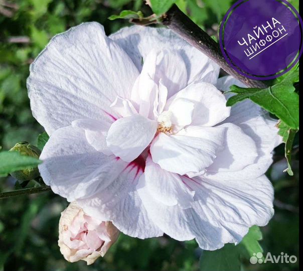 Сортовые гибискусы Чайна шифон, семена, черенки