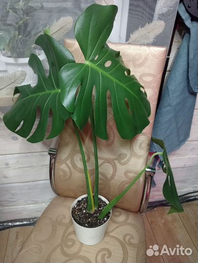 Монстера деликатесная