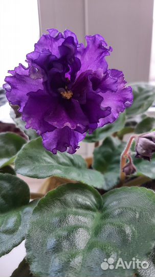 Лист фиалки на срез