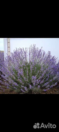 Кусты лаванды