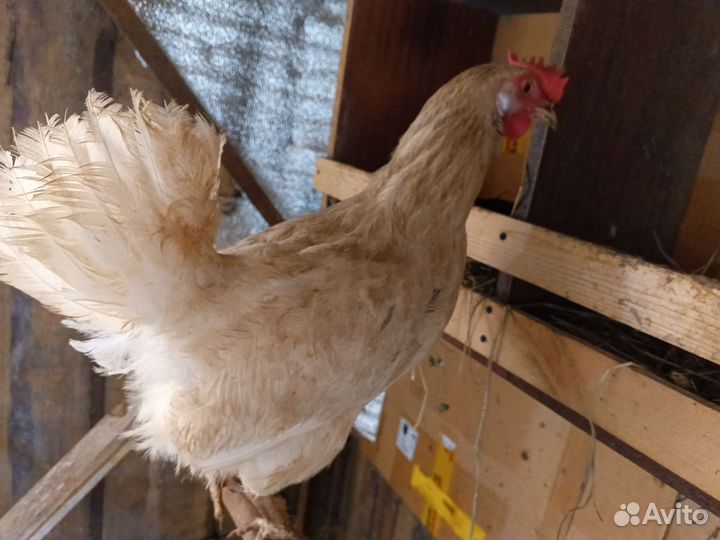 Куры несушки