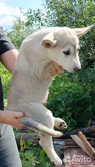 Щенок с окрасом