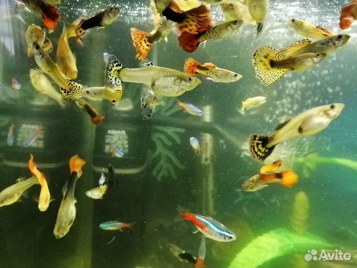 Аквариумные рыбки гуппи