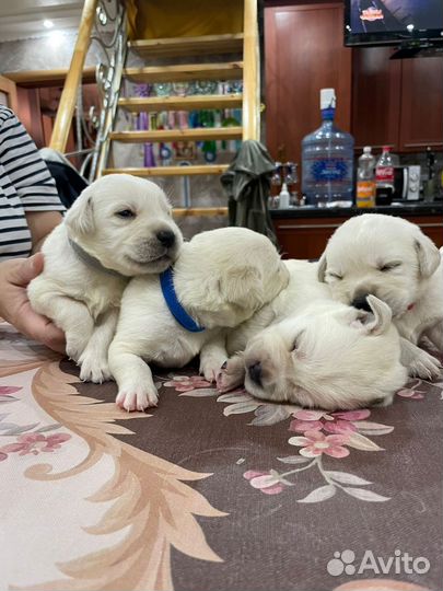 Щенки Лабрадора