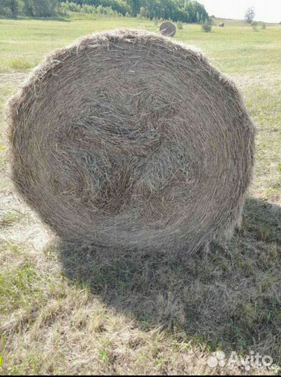 Сено луговое в тюках 2024 года