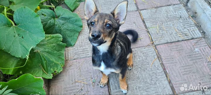 Щенки в добрые руки