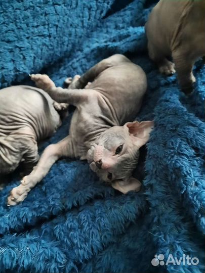Донской сфинкс котята