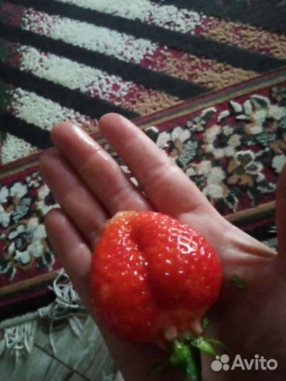 Рассада клубники