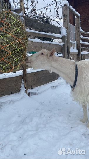 Кормушка для коз, лошадок Рептух