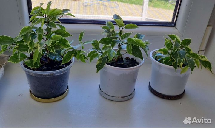 Фикус бенджамина