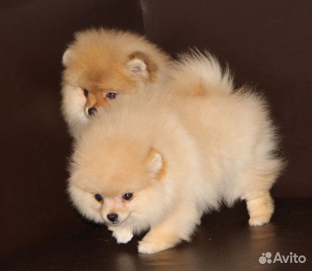 Шпиц мальчик и девочка