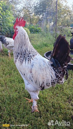 Молодые петухи