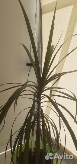 Пальма драцена