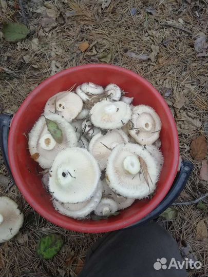 Грузди- солёные