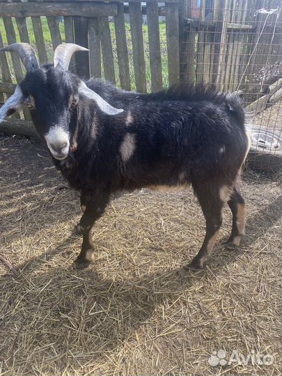 Нубийский козел