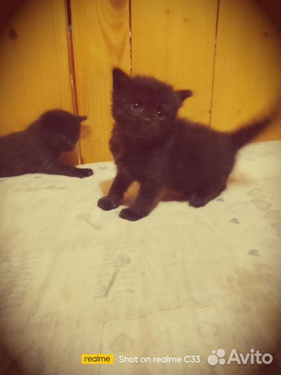 Котята в дар