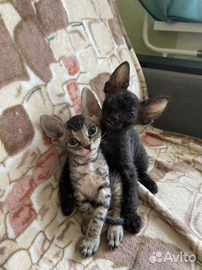 Донской сфинкс котята велюр