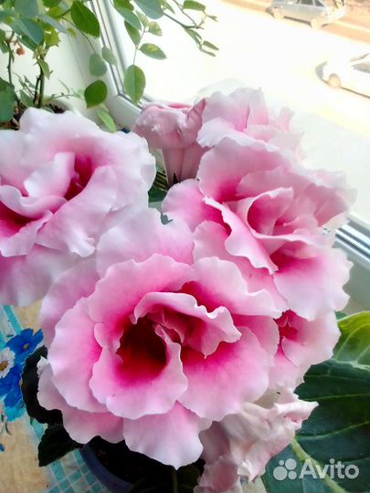 Комнатные цветы глоксиния