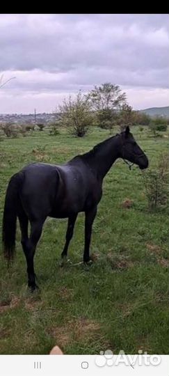 Продаётся кобыла