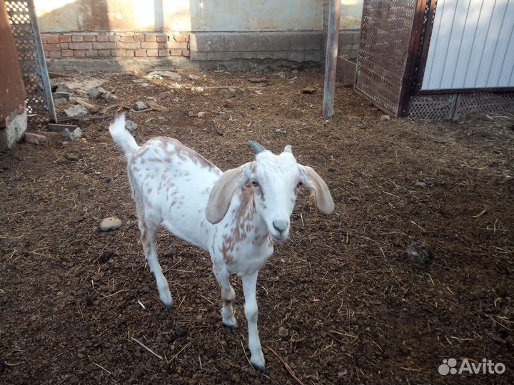 Нубийская козочка