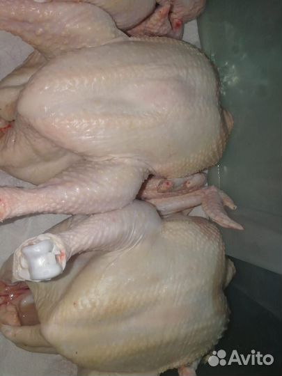 Мясо бройлера