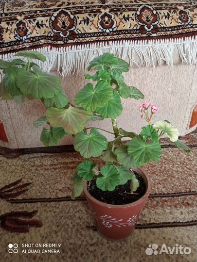 Пеларгония герань