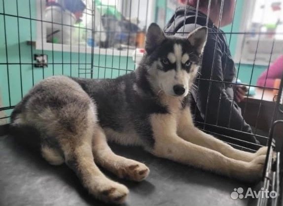 Девочка Хаски в добрые руки