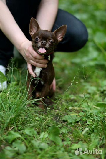 Чихуахуа (мини) вязка