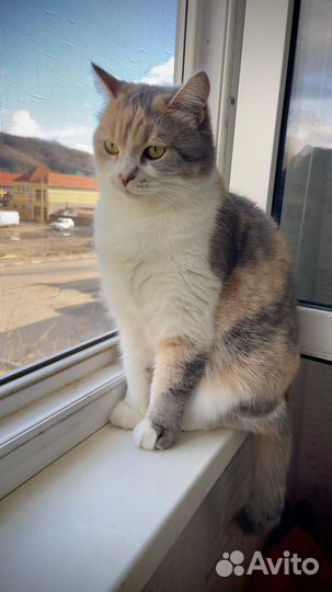 Кошечка в добрые руки