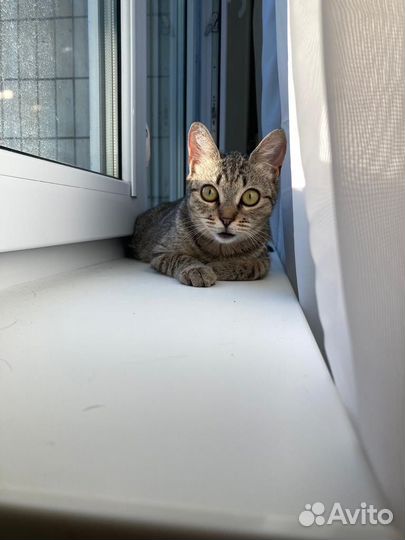 Кошка в дар бесплатно