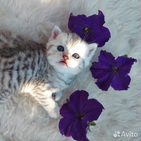 Шотландские котята