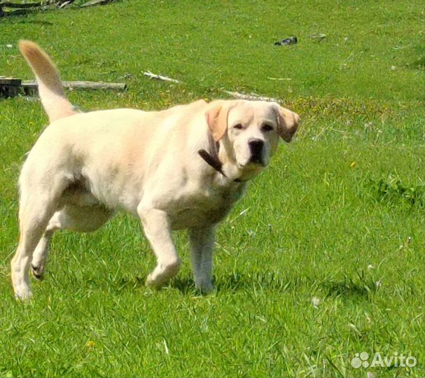 Случка лабрадор
