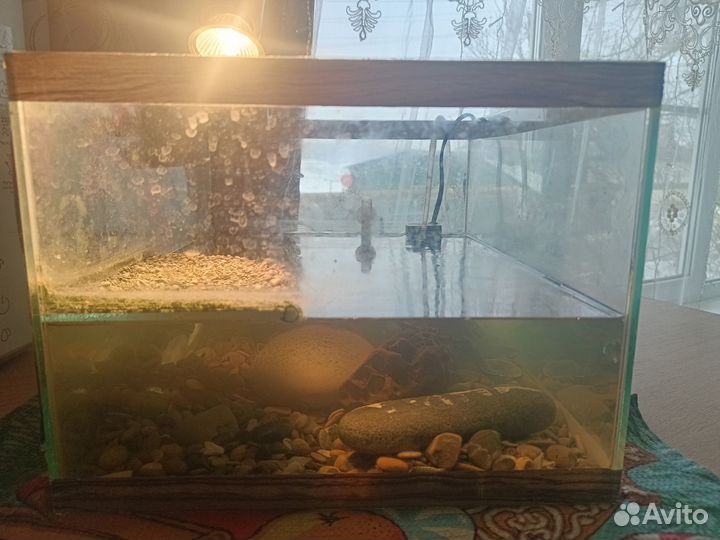 Аквариум для красноухой черепахи бу