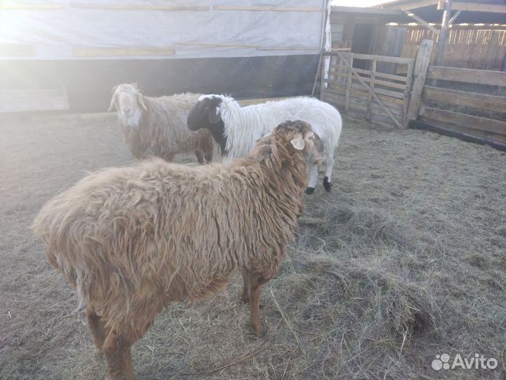 Овечка, бараны яркие