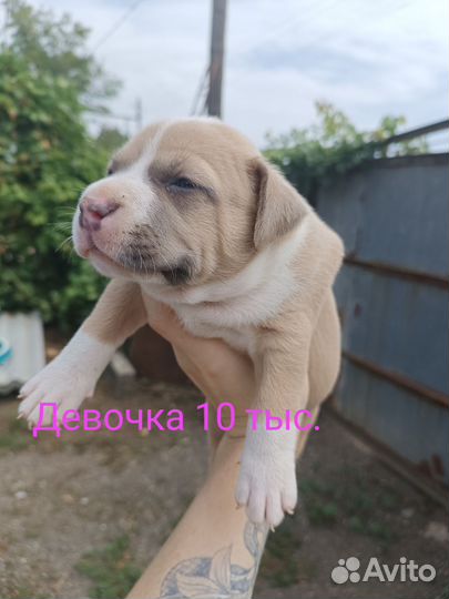 Щенки стаффорда