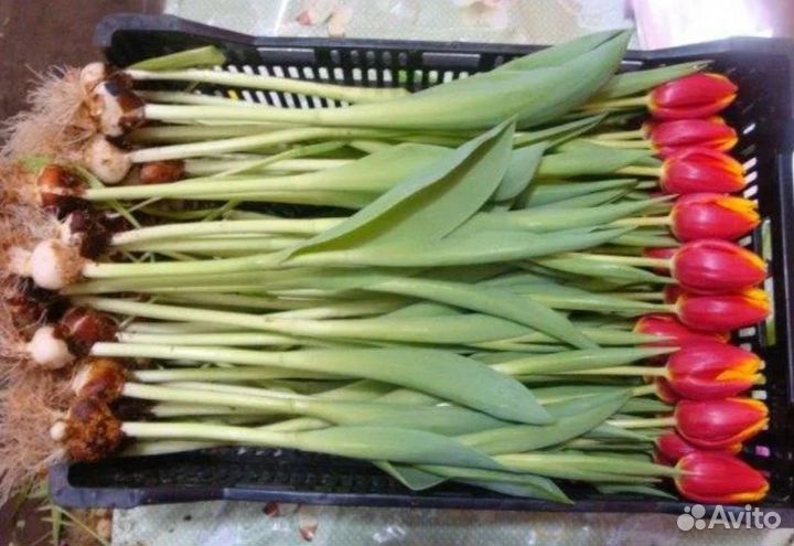 Тюльпаны на луковице 80 см